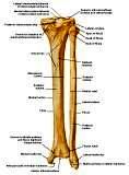 Anatomie: heup,bovenbeen,knie,onderbeen,enkel,voet,acetabulum,collum femoris,trachanter,femur,epicondyl,meniscus,kruisband,cruciate ligament,patella,knieschijf,tibia,fibula,malleolus,talus,calcaneus,tarsus,metatarsus,phalanx,falanx,quadriceps femoris,rectus femoris,sartorius,tensor fasciae latae,tractus iliotibialis,biceps femoris,gastrocnemius,semimembranosus,semitendinosus,soleus,suralis,vena saphena parva,vena saphena magna,sciatic,ischiadicus,peronea